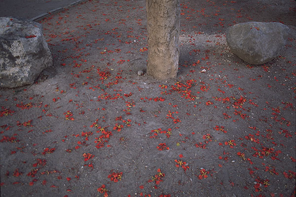 Red flowers rocks and tree