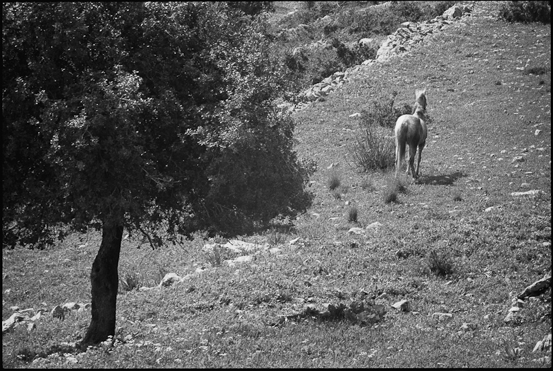 Tree and Horse - 1976