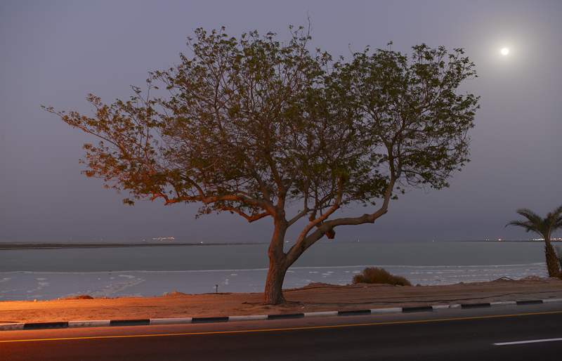 Tree, Dead Sea - 2009