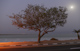 Tree and Dead Sea