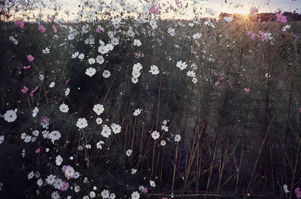 Cosmos flowers