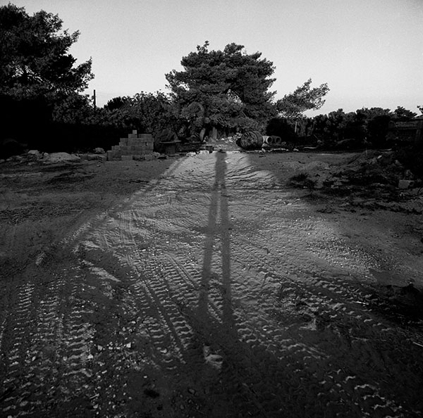 Shadow and tree