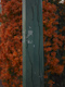 Pole and orange flowers