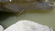 Rock pool