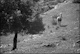 Tree and horse