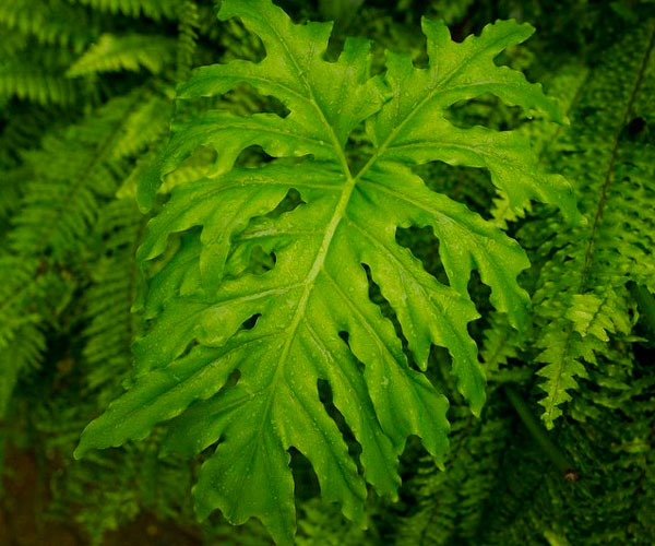 Leaf & raindrops