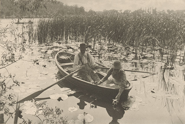 Gathering water lilies, Emerson
