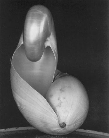 Shell - Weston