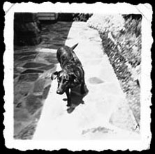 Laika