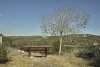 Bench and Tree