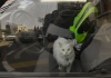 Cat Cat