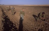 At work - Golan Heights, 1990