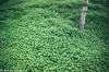 Tree and Clover - Haifa, 1976