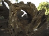 Tree trunk - Johannesburg, 2006