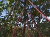 Branches
