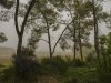Mist