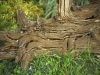 Tree trunk