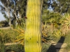 Cactus - Sde Boker, 2007