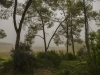 Mist - Ben Shemen, 2007