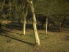 Trees - Little Falls, Gauteng, 2006