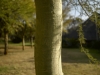 Tree - Little Falls, Gauteng, 2006