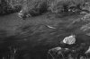Stream