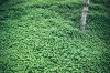 Tree and Clover