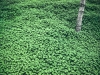 Tree and Clover - Haifa, 1976