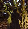 Shadow on cactus