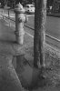 Fire Hydrant and Tree