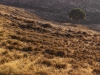 Tree in valley, Gilo - 1979