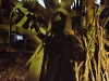 Shadow on cactus - Bet Jamal, 1979