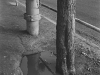 Fire Hydrant and Tree - Haifa,1977