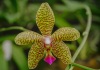 Orchid