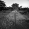 Shadow