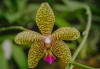 Orchid - Kibbutz Maale Hachamisha, 1985