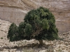 Tree - Nachal Tzin, 1991