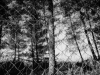 Pine needles and fence, Maale Hachamisha - 1986