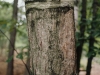 Tree - Walden Pond,1992