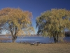 Trees - Near Chicago, 1994