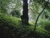 Tree - Hamburg, 1994