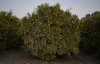 Naartjie tree