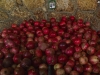 Pomegranates - Dalyat el Carmel, 2008