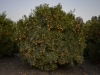 Naartjie tree - Petach Tikva, 2008