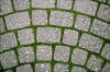Moss