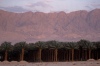 Date Palms