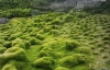 Grass - Haifa, 2003