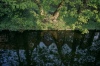 Reflection