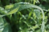 dew