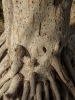 Roots